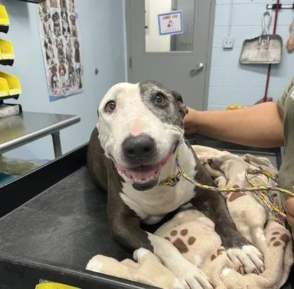 A senior large-sized female White / Cream Bull Terrier dog named Tess for adoption in Sacramento, CA