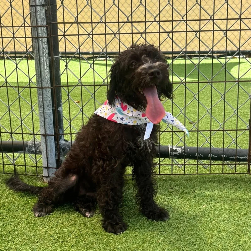 A baby medium-sized female Goldendoodle dog named Lorraine for adoption in Humacao, PR