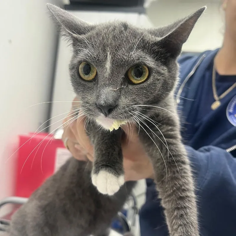 A young medium-sized female Gray / Blue / Silver Domestic Short Hair cat named Johnny for adoption in Newark, NJ