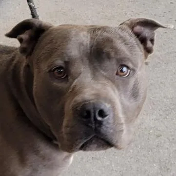 An adult large-sized male Gray / Blue / Silver Mixed Breed dog named Gordo for adoption in Las Cruces, NM
