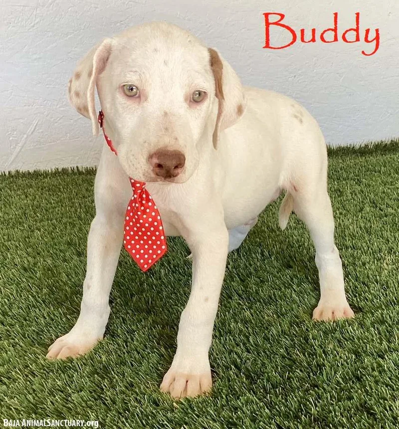 A baby medium-sized male White / Cream Labrador Retriever dog named Buddy for adoption in San Diego, CA