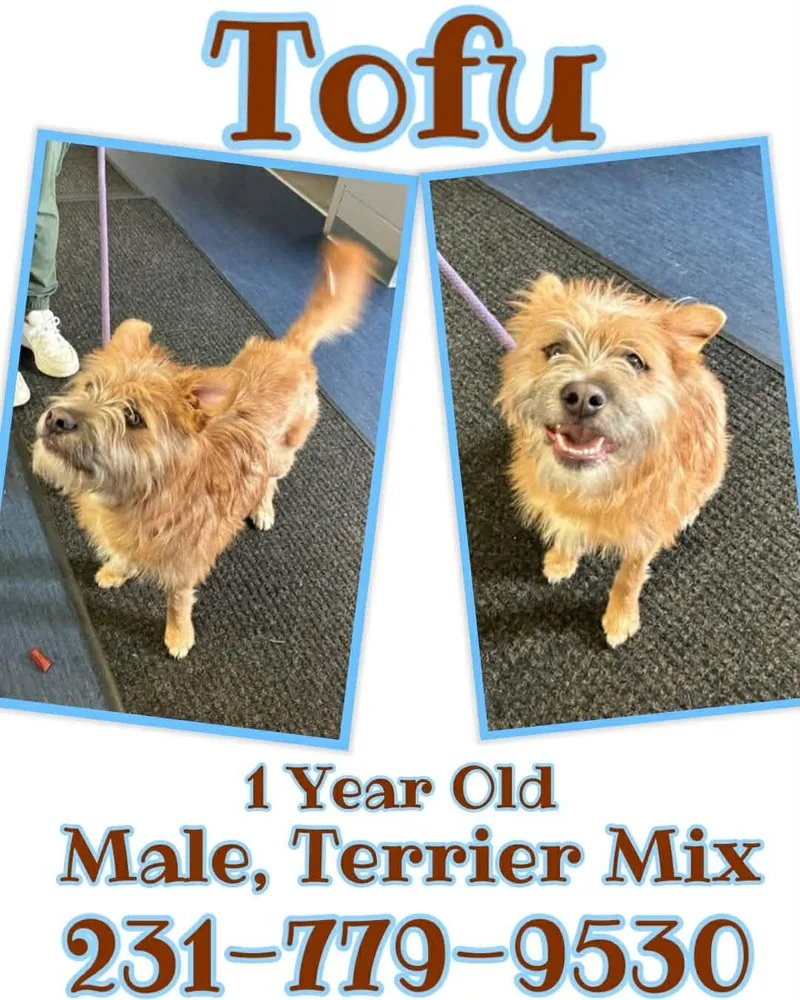 A young medium-sized male Terrier dog named Tofu for adoption in Cadillac, MI