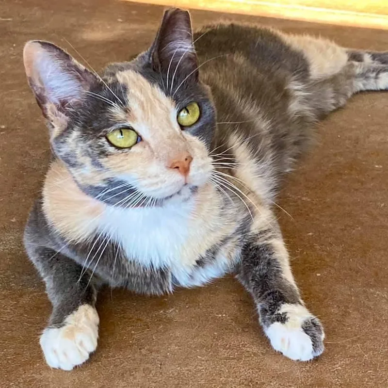 A senior small-sized female Tortoiseshell Domestic Short Hair cat named Ginger for adoption in Tucson, AZ