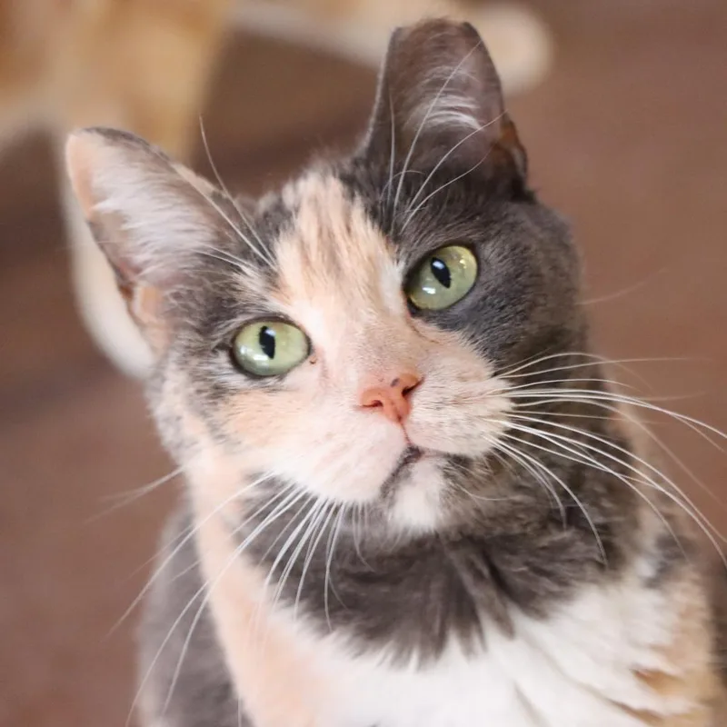 Ginger thumbnail 2