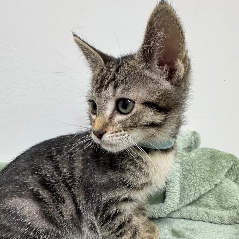 A baby small-sized male Brown / Chocolate Domestic Short Hair cat named Chunky Monkey for adoption in Long Beach, CA