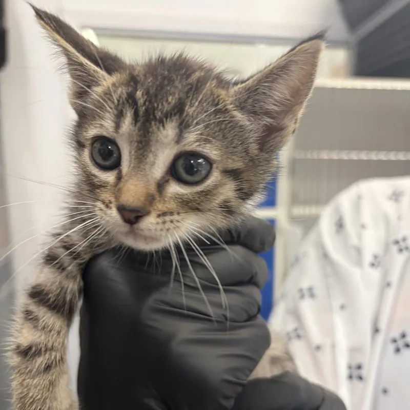 Chunky Monkey thumbnail 2