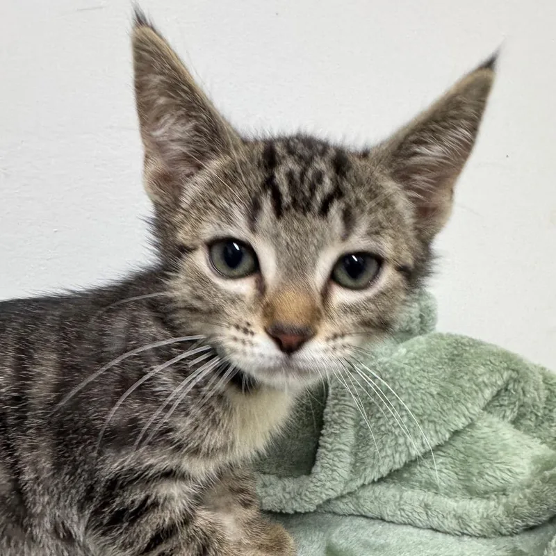 Chunky Monkey thumbnail 3