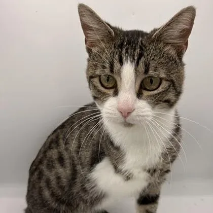 A young medium-sized male Domestic Short Hair cat named Woodrow Wilson for adoption in Springfield, MO