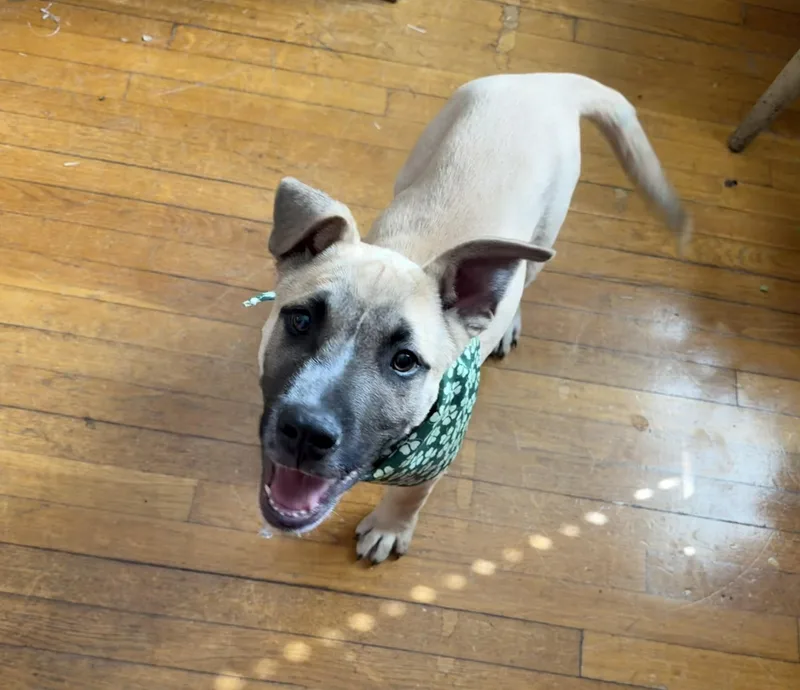 A baby medium-sized male Black German Shepherd Dog dog named Ryder for adoption in Luttrell, TN