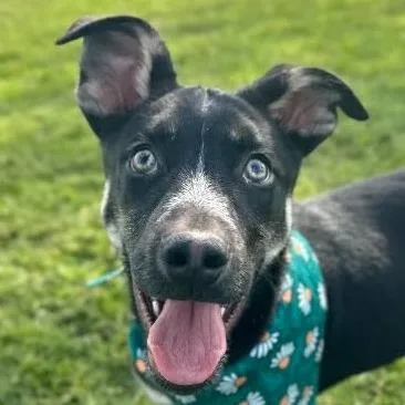 Jed Avail Sun thumbnail 2