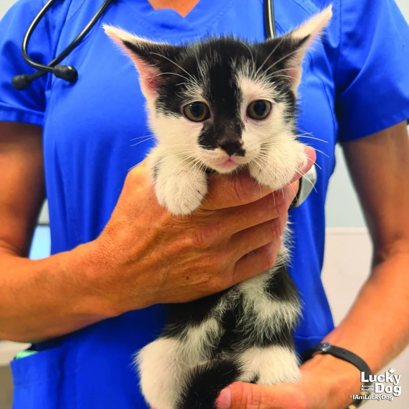 A baby medium-sized male Black & White / Tuxedo Domestic Short Hair cat named Dally for adoption in Washington, DC