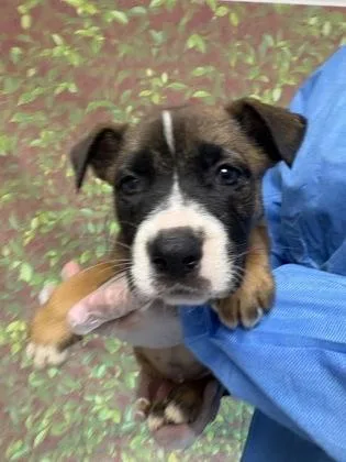 A young small-sized female American Staffordshire Terrier dog named Charlotte for adoption in San Antonio, TX