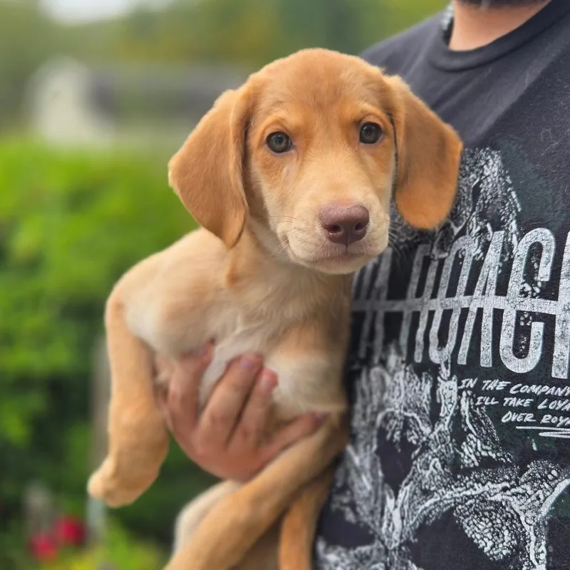 A baby medium-sized female Labrador Retriever dog named CT Helena avail Sep for adoption in Eastford, CT