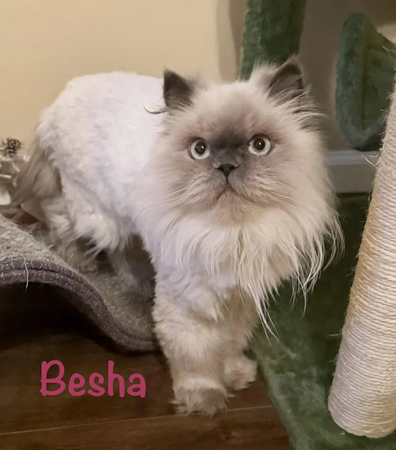 An adult medium-sized female Buff / Tan / Fawn Persian cat named Besha for adoption in Reston, VA