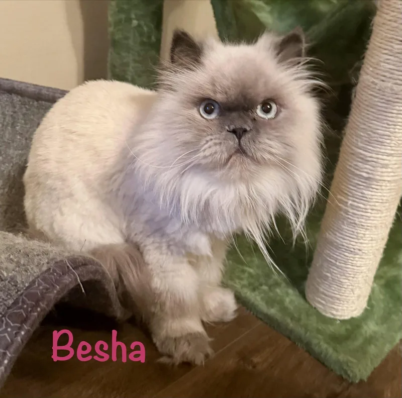 Besha thumbnail 3
