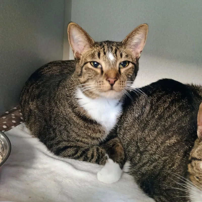 A young medium-sized male Domestic Short Hair cat named Pork Chop for adoption in Davenport, IA