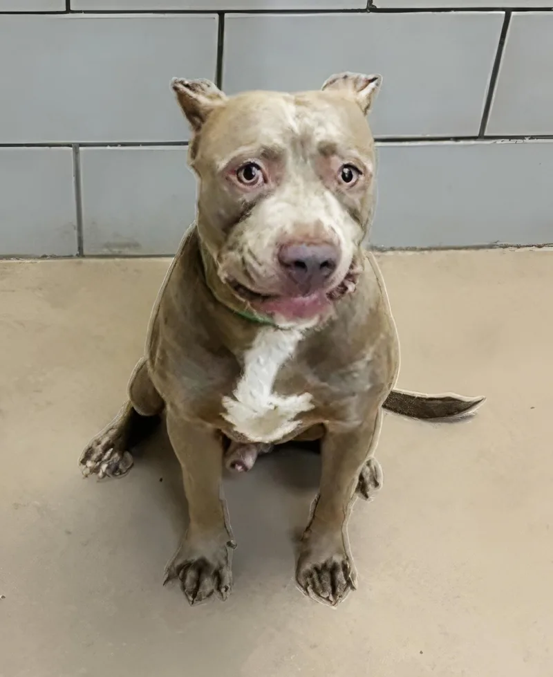 A young medium-sized male Gray / Blue / Silver Mixed Breed dog named Doughboy for adoption in Nashville, TN