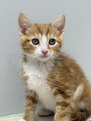 A baby small-sized male Domestic Short Hair cat named Johnny Storm for adoption in West Chester, PA