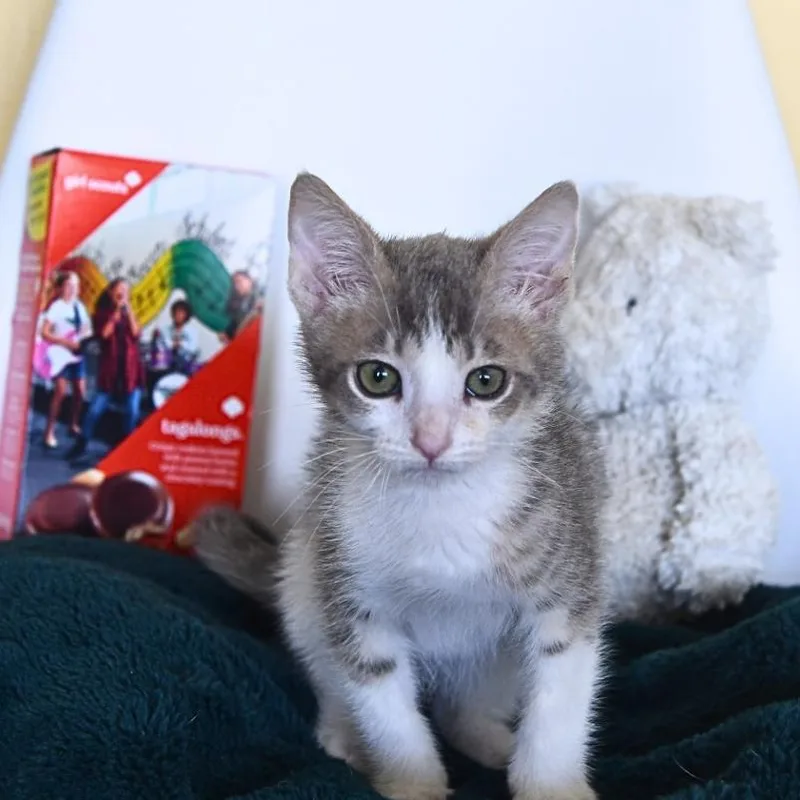 A baby small-sized male Gray / Blue / Silver Domestic Short Hair cat named Tagalong for adoption in Long Beach, CA
