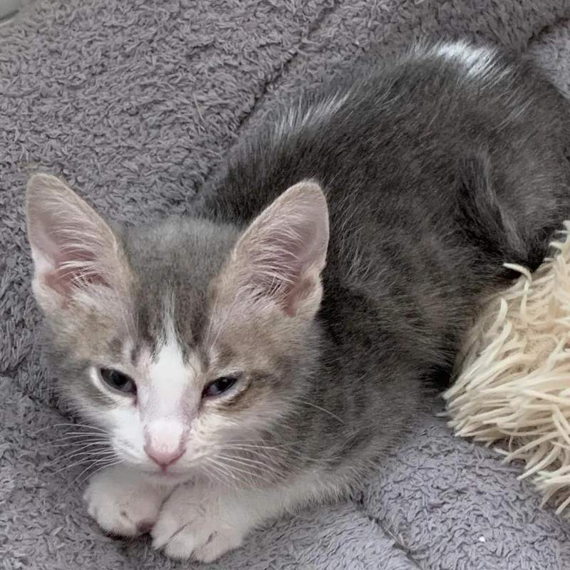 Tagalong thumbnail 2