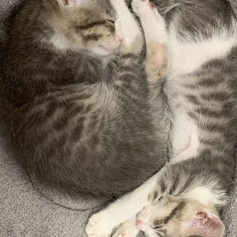 Tagalong thumbnail 3