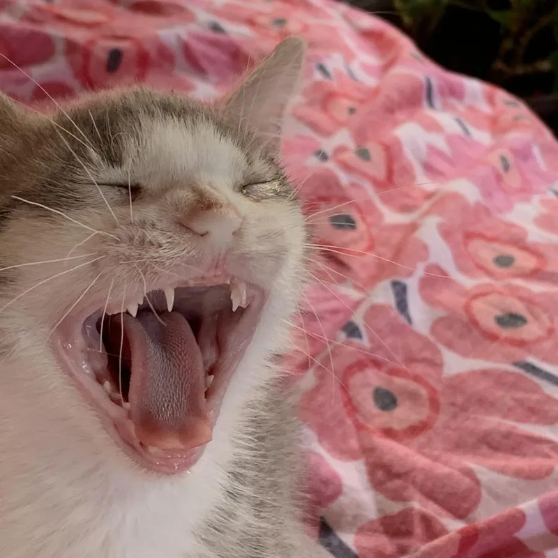 Tagalong thumbnail 4