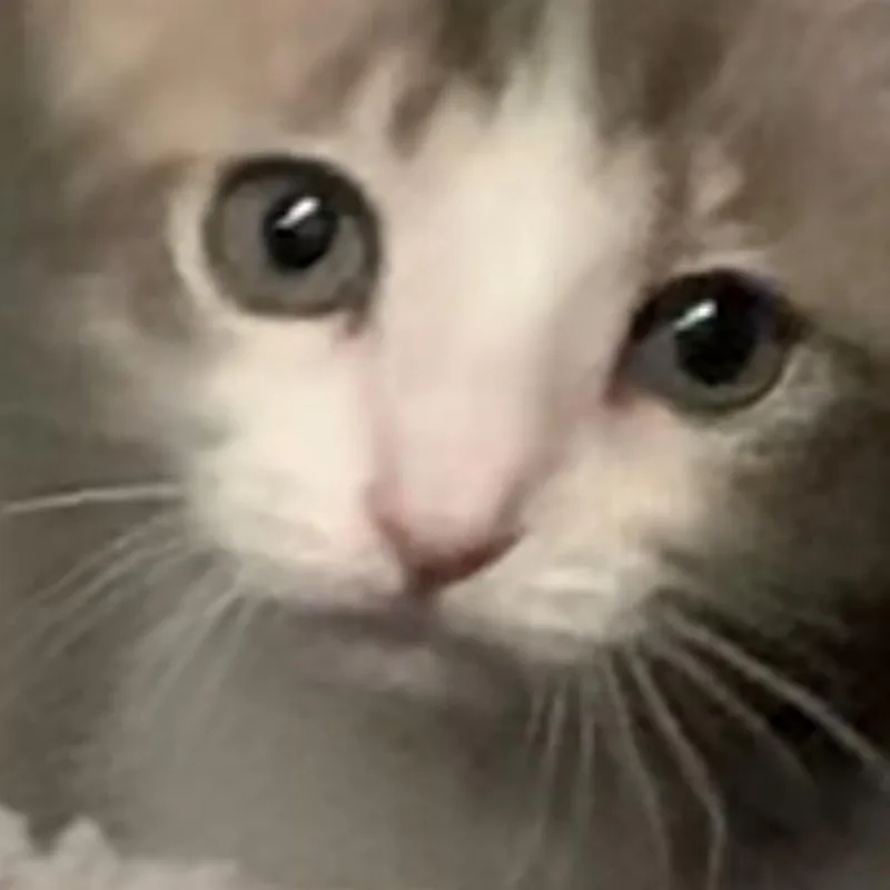 Tagalong thumbnail 6