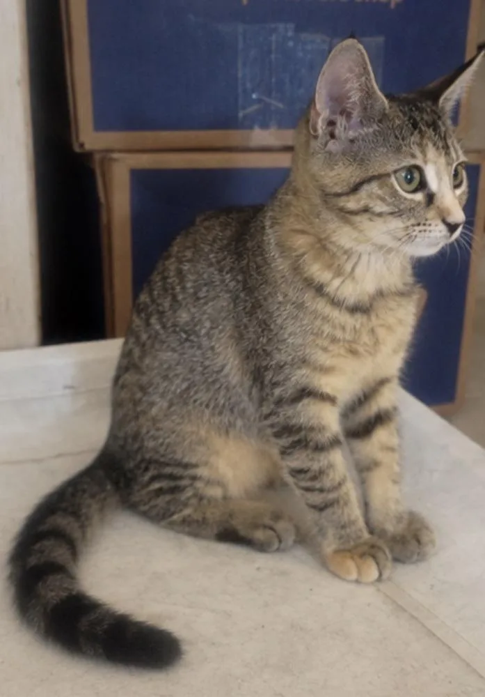 A baby small-sized female Brown / Chocolate Domestic Short Hair cat named Blair for adoption in Hudson, NH