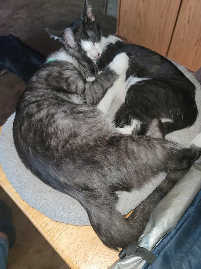 A baby medium-sized male Black & White / Tuxedo Domestic Short Hair cat named Mojo Jo Jo for adoption in Springfield, OR