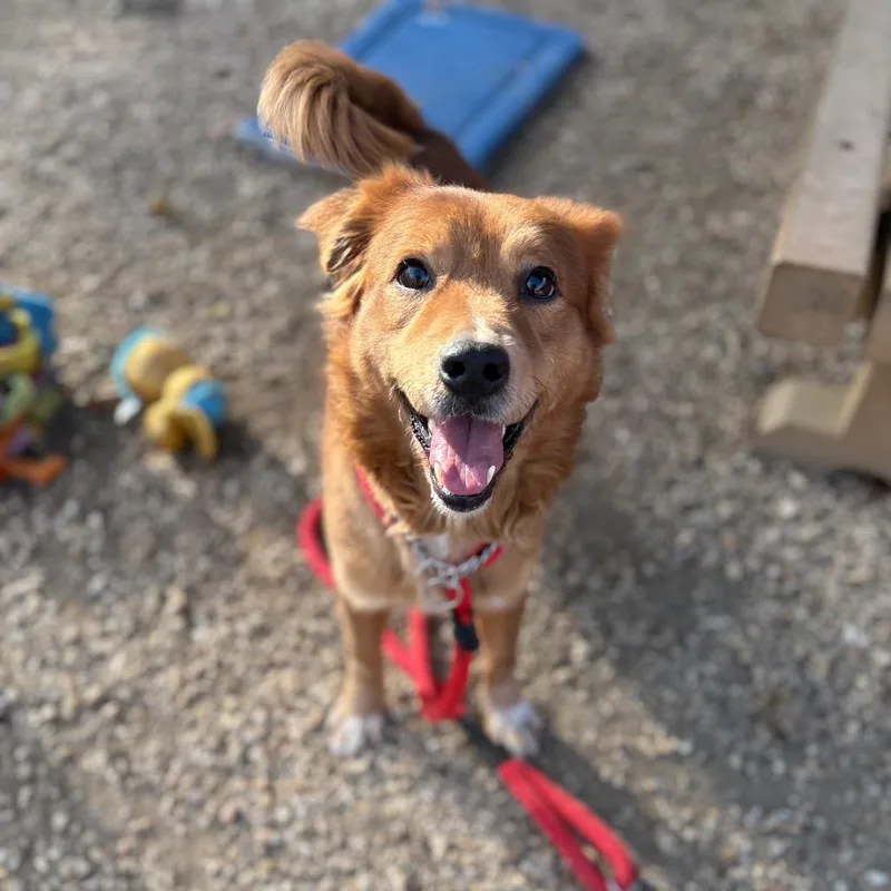 An adult medium-sized male Golden Retriever dog named Dugan for adoption in Flintstone, MD