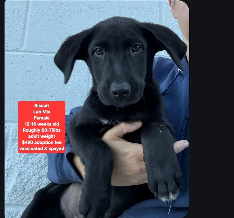 A baby large-sized female Black Labrador Retriever dog named Biscuit for adoption in Oviedo, FL