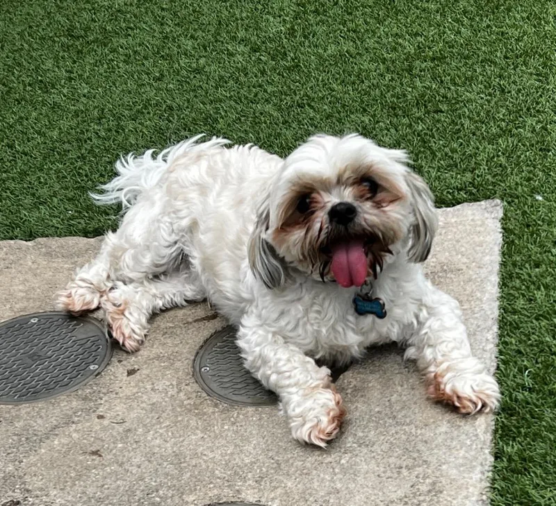 Chewy