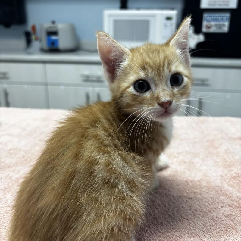 A baby small-sized male Orange / Red Domestic Short Hair cat named Quesarito for adoption in Riverside, CA