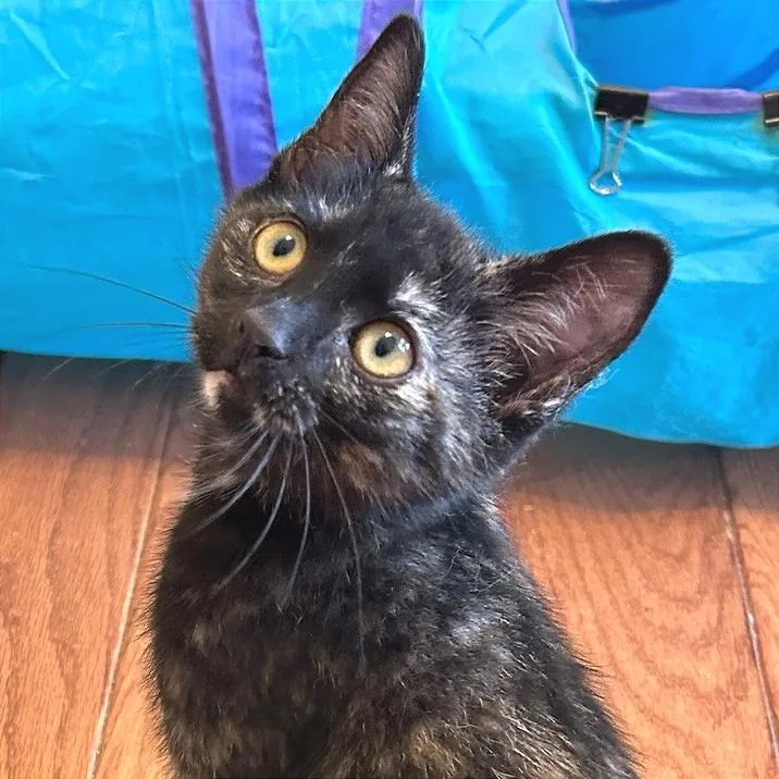 A baby small-sized female Domestic Short Hair cat named Tuna for adoption in Cumming, GA