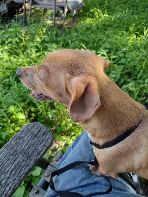 A young small-sized female Chihuahua dog named Peanut for adoption in San Antonio, TX