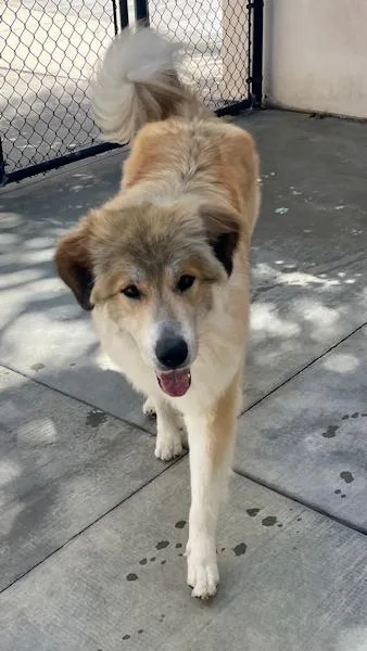 Reba Mcintire thumbnail 2