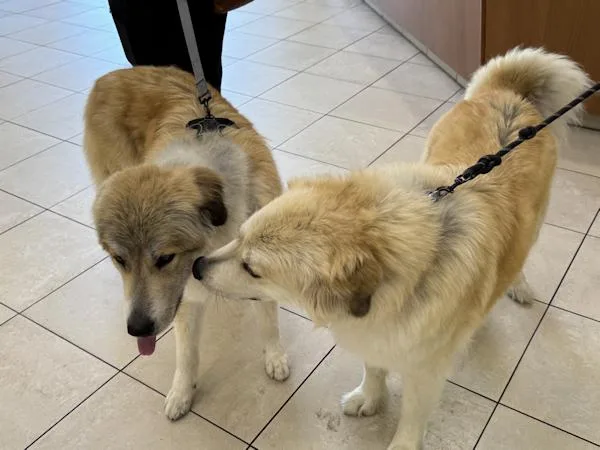 Reba Mcintire thumbnail 3