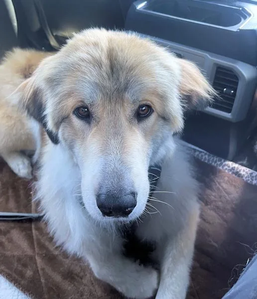 Reba Mcintire thumbnail 4