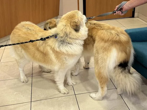 Reba Mcintire thumbnail 5