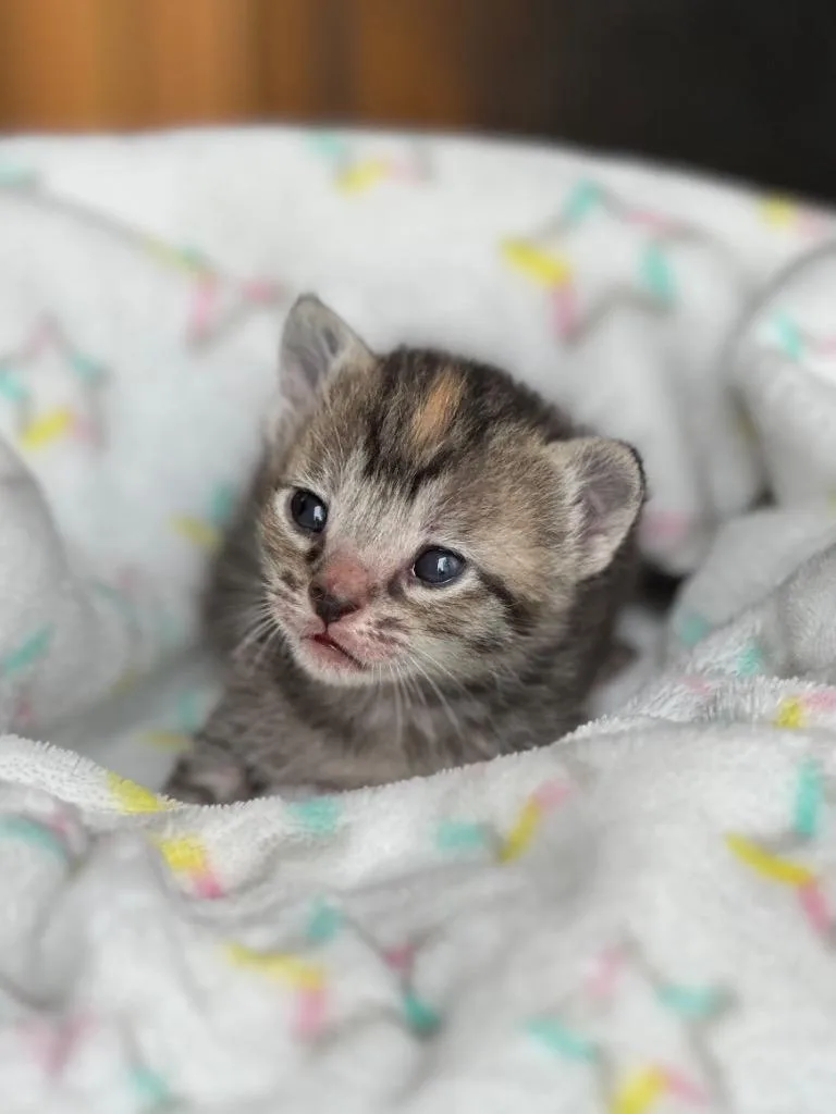 Fruit Loops thumbnail 2