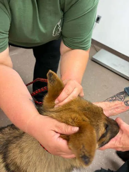 An adult large-sized male German Shepherd Dog dog named Dakota for adoption in South Bend, IN