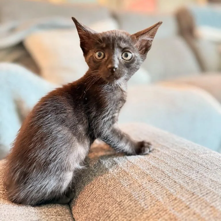 A baby small-sized male Black Domestic Short Hair cat named Steve for adoption in Pasadena, CA