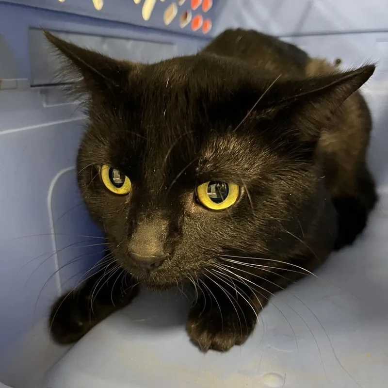 An adult medium-sized male Black Domestic Short Hair cat named Smokey for adoption in Oak Park, IL