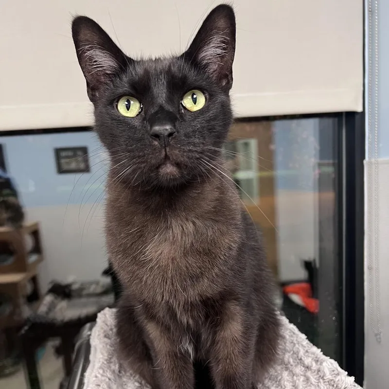 An adult small-sized male Black Domestic Short Hair cat named Pedro for adoption in Arlington Heights, IL