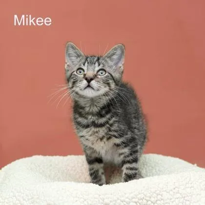 A baby small-sized male Domestic Short Hair cat named Mikee for adoption in Parma, OH