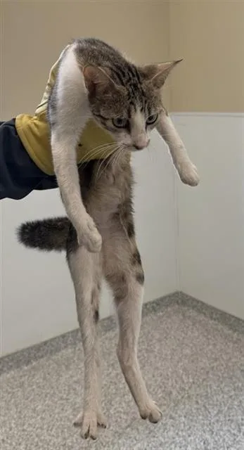A young small-sized female Domestic Short Hair cat named Marigold for adoption in San Antonio, TX