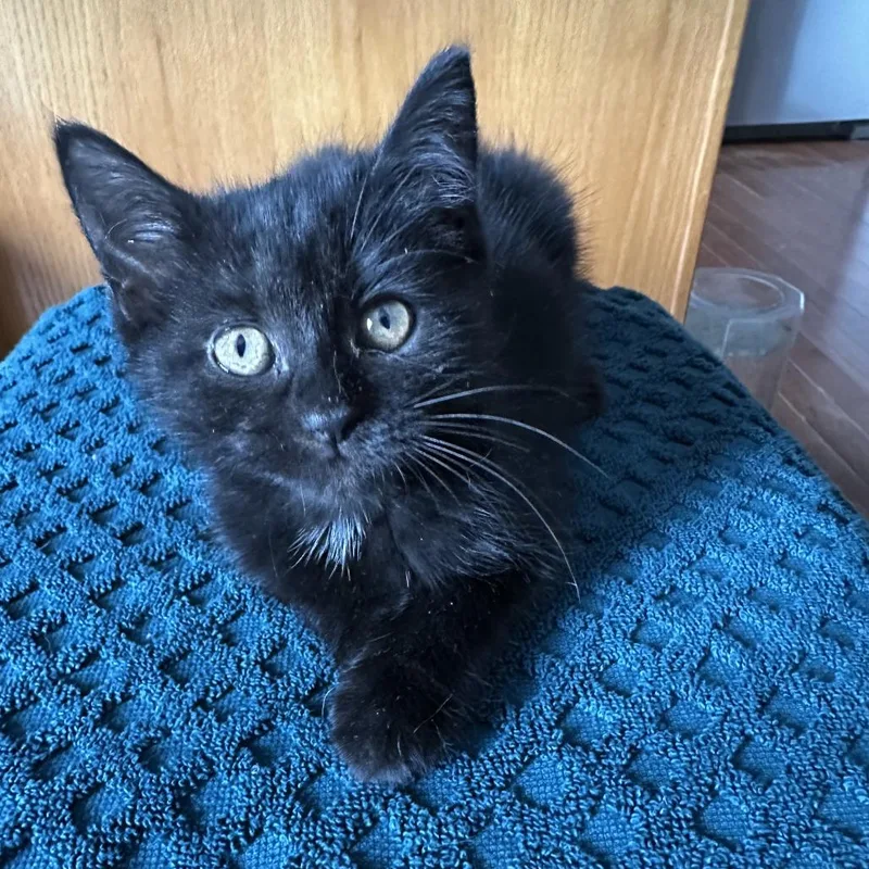 A baby small-sized female Black Domestic Short Hair cat named Ebony for adoption in La Grange, KY