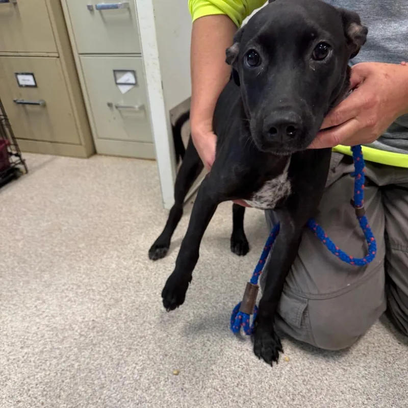 A baby medium-sized male Black Pit Bull Terrier dog named Crossett for adoption in Horn Lake, MS