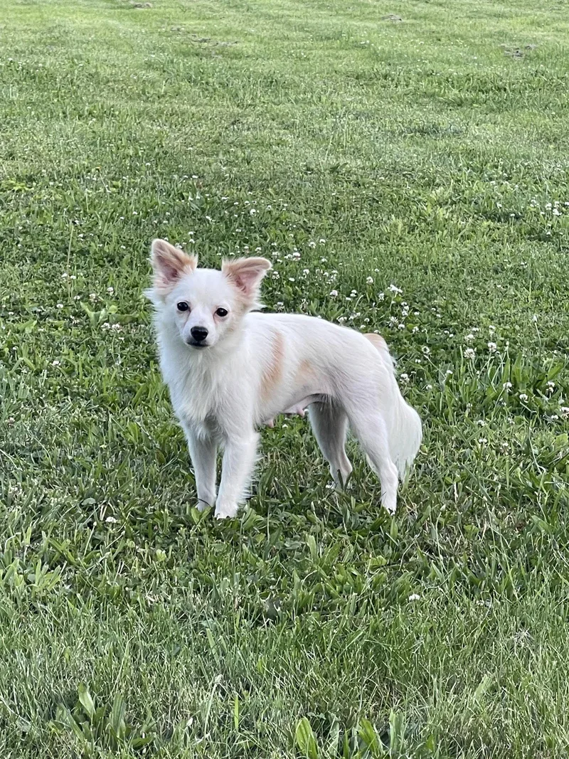 A young medium-sized female Pomeranian dog named Fluffy for adoption in Ashville, OH