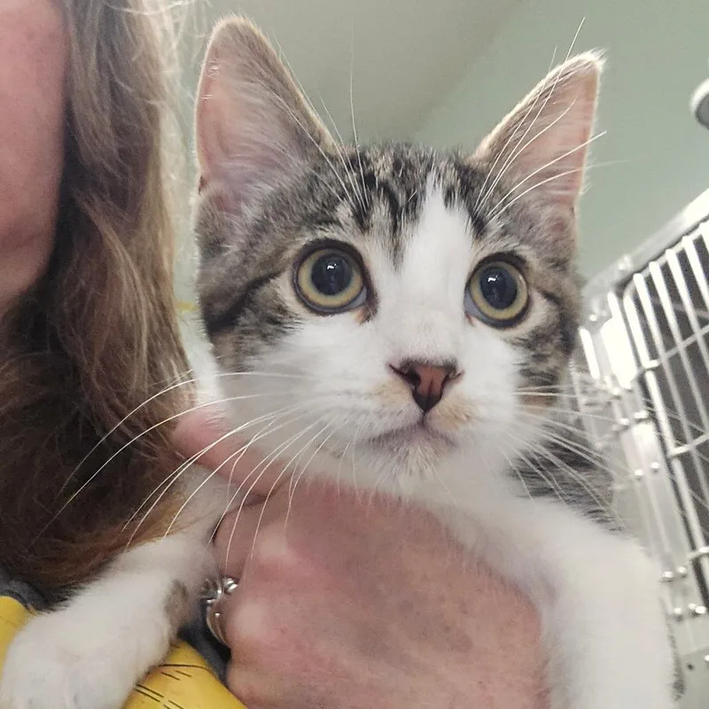 A baby small-sized male Brown / Chocolate Domestic Short Hair cat named August for adoption in Spokane, WA